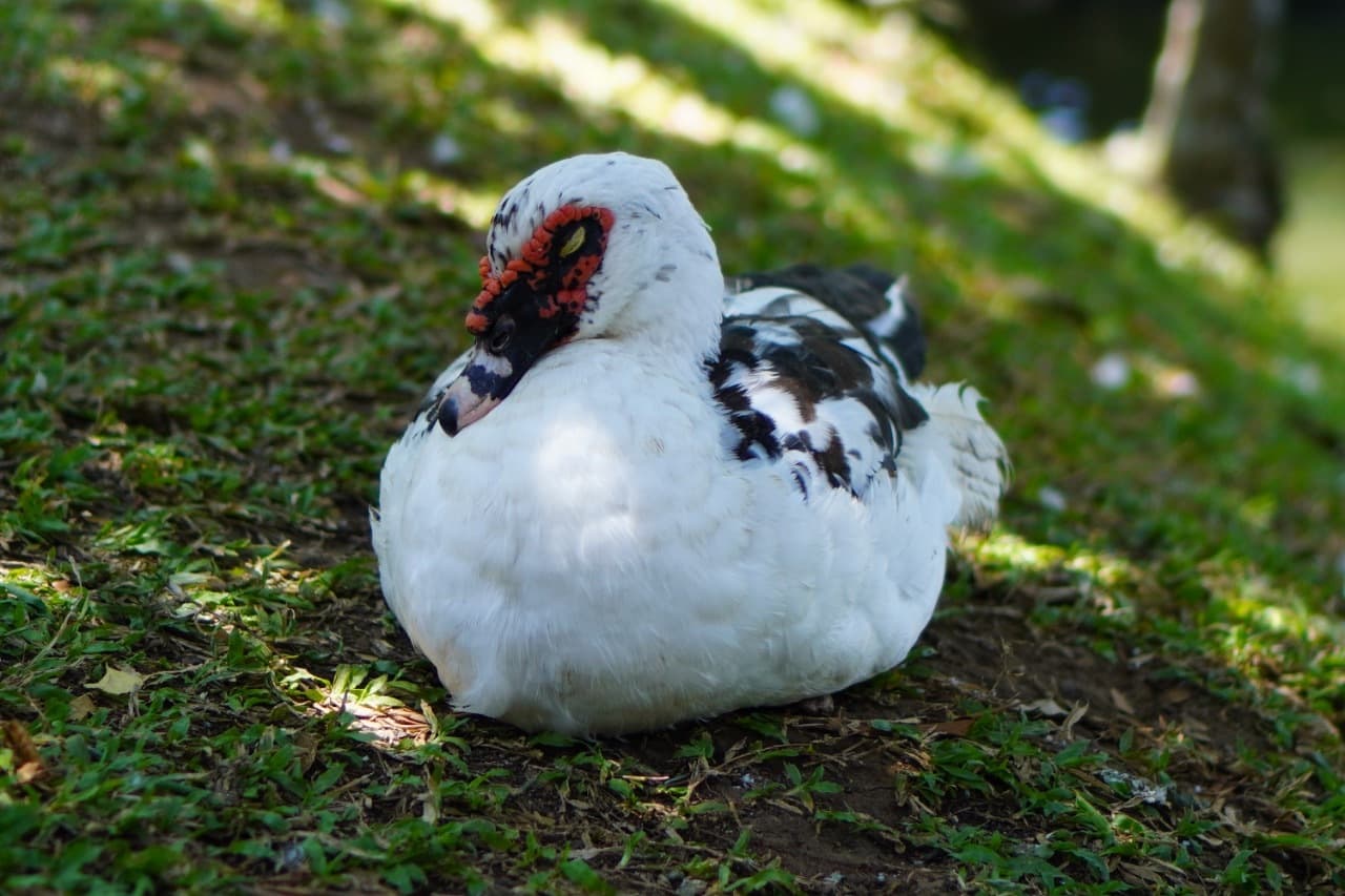 スリランカ遠征